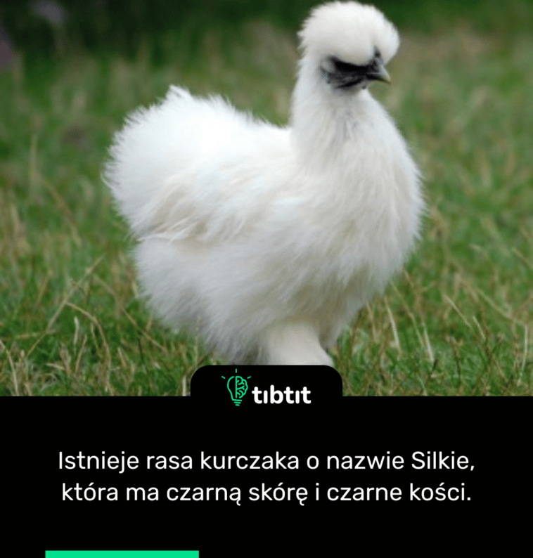 Istnieje rasa kurczaka o nazwie Silkie, która ma czarną skórę i czarne kości.