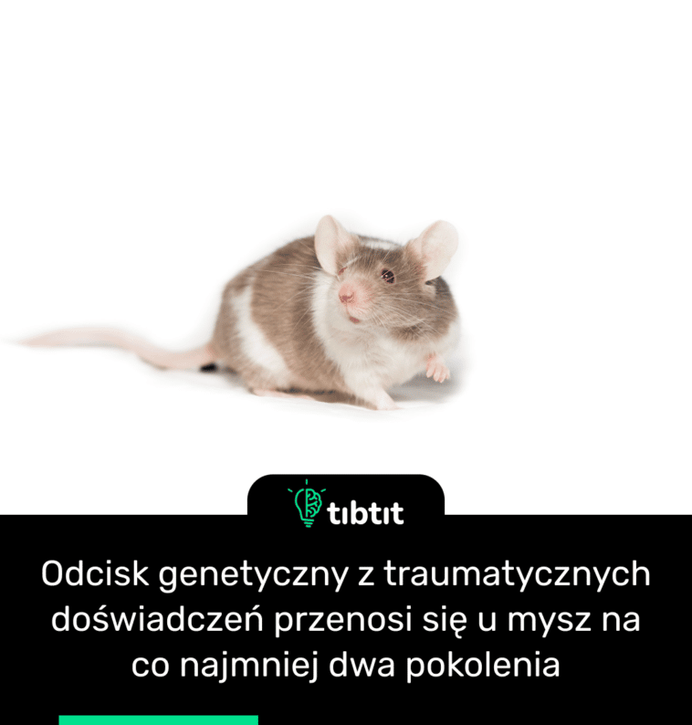 Odcisk genetyczny z traumatycznych doświadczeń przenosi się u mysz na co najmniej dwa pokolenia