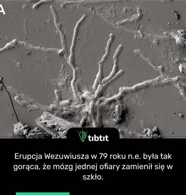 Erupcja Wezuwiusza w 79 roku n.e. była tak gorąca, że ​​mózg jednej ofiary zamienił się w szkło.