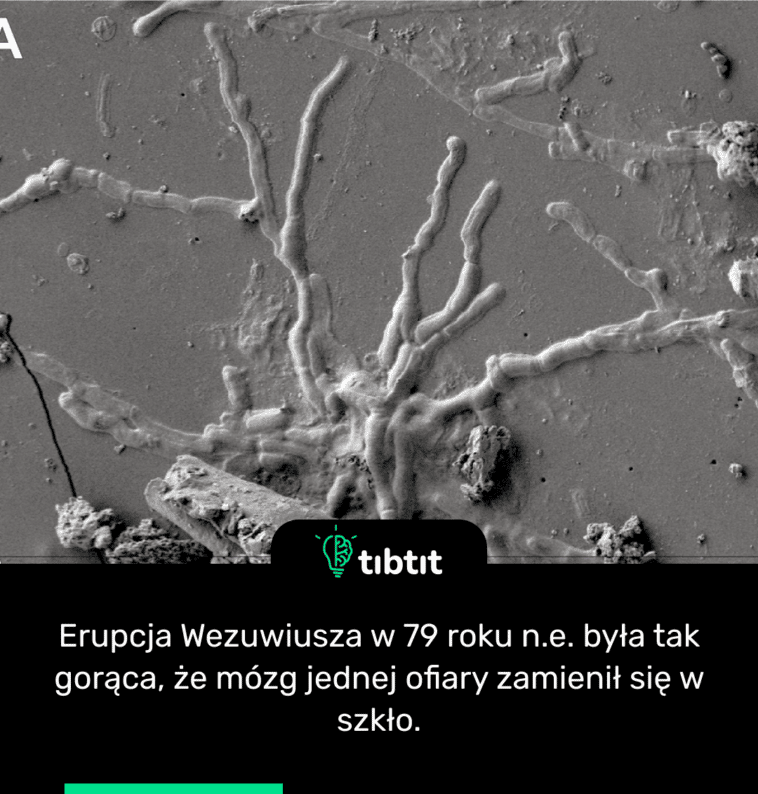 Erupcja Wezuwiusza w 79 roku n.e. była tak gorąca, że ​​mózg jednej ofiary zamienił się w szkło.