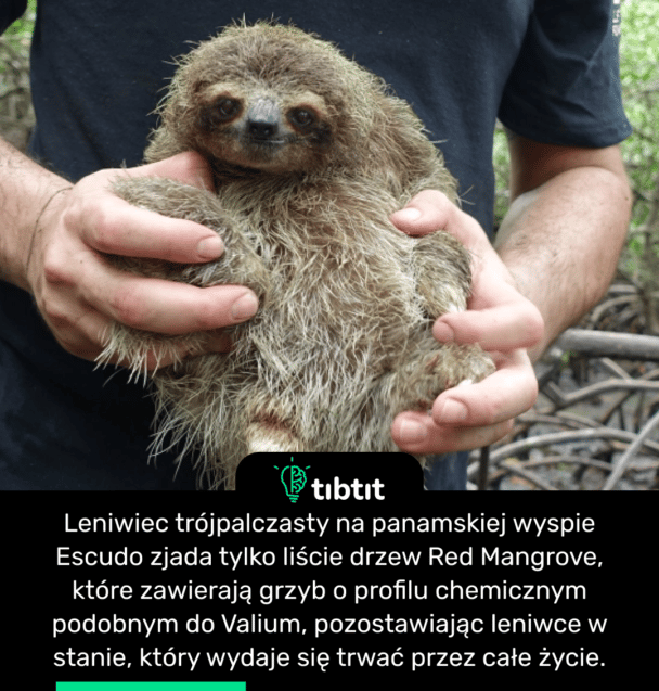 Leniwiec trójpalczasty na panamskiej wyspie Escudo zjada tylko liście drzew Red Mangrove, które zawierają grzyb o profilu chemicznym podobnym do Valium, pozostawiając leniwce w stanie, który wydaje się trwać przez całe życie.