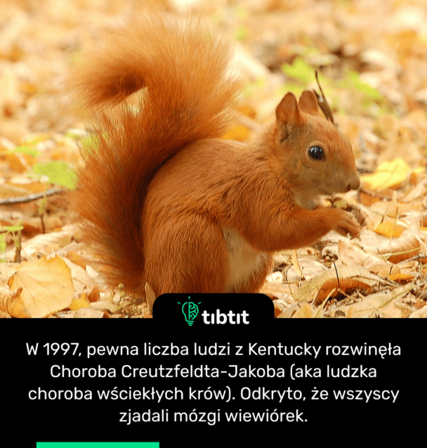W 1997, pewna liczba ludzi z Kentucky rozwinęła Choroba Creutzfeldta-Jakoba (aka ludzka choroba wściekłych krów). Odkryto, że wszyscy zjadali mózgi wiewiórek.
