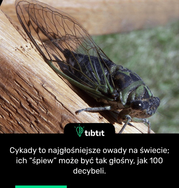 Cykady to najgłośniejsze owady na świecie; ich “śpiew” może być tak głośny, jak 100 decybeli.