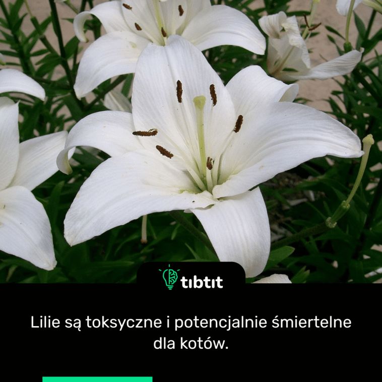 Lilie są toksyczne i potencjalnie śmiertelne dla kotów.