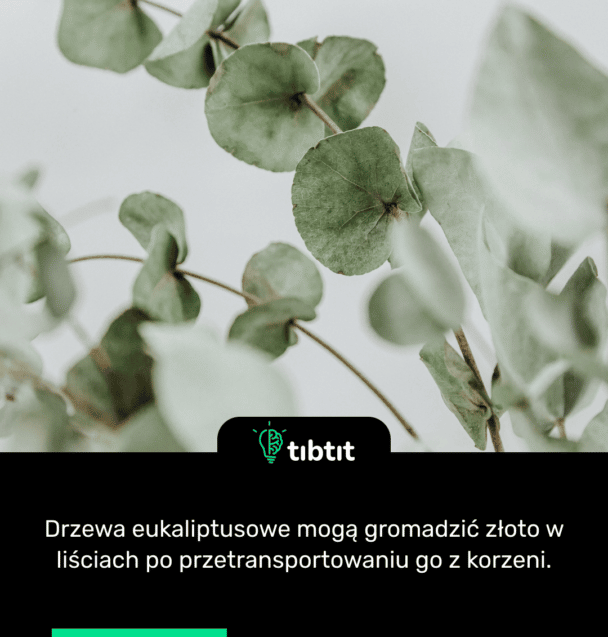 Drzewa eukaliptusowe mogą gromadzić złoto w liściach po przetransportowaniu go z korzeni.