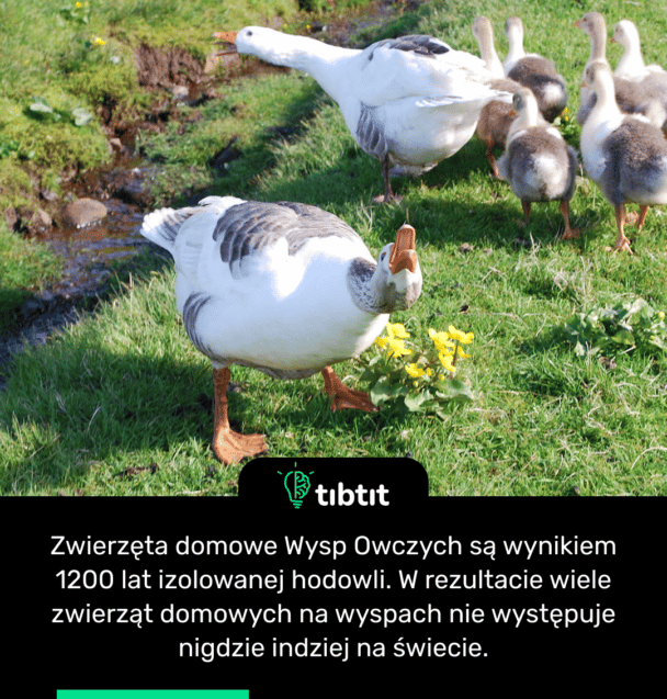 Zwierzęta domowe Wysp Owczych są wynikiem 1200 lat izolowanej hodowli. W rezultacie wiele zwierząt domowych na wyspach nie występuje nigdzie indziej na świecie.
