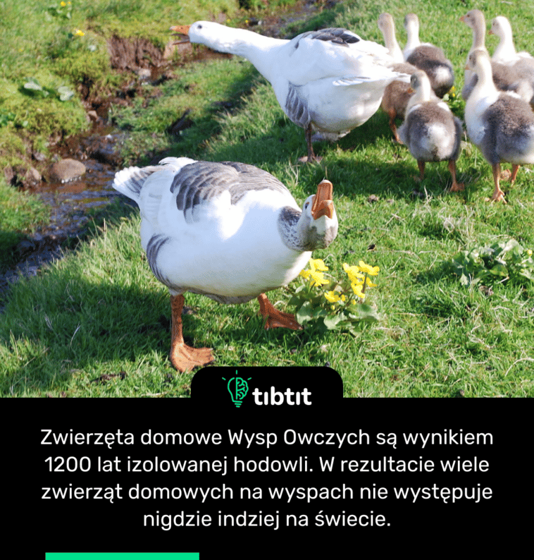 Zwierzęta domowe Wysp Owczych są wynikiem 1200 lat izolowanej hodowli. W rezultacie wiele zwierząt domowych na wyspach nie występuje nigdzie indziej na świecie.