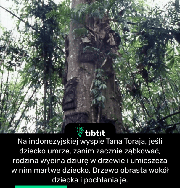 Na indonezyjskiej wyspie Tana Toraja, jeśli dziecko umrze, zanim zacznie ząbkować, rodzina wycina dziurę w drzewie i umieszcza w nim martwe dziecko. Drzewo obrasta wokół dziecka i pochłania je.