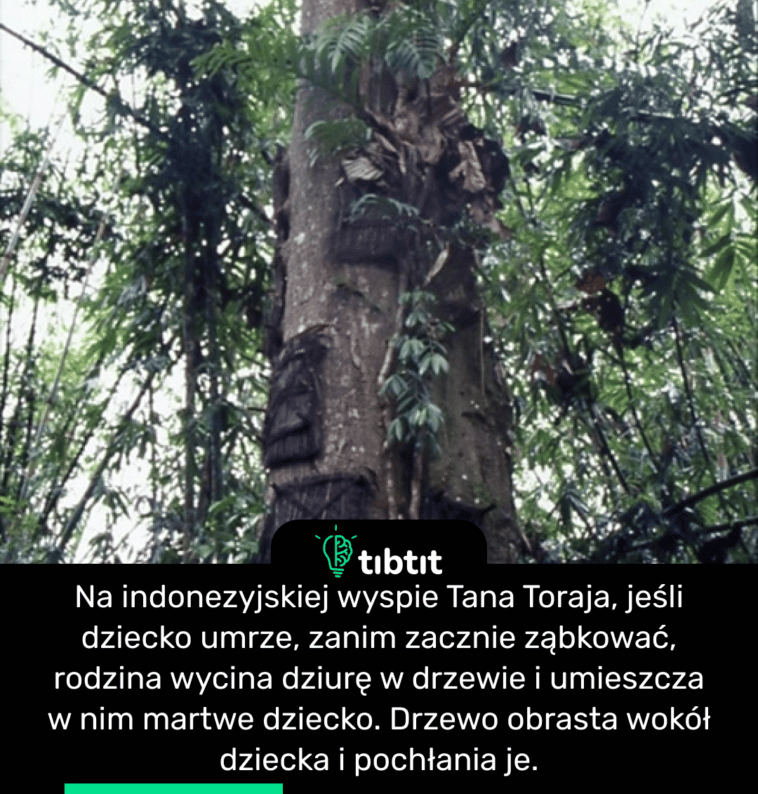 Na indonezyjskiej wyspie Tana Toraja, jeśli dziecko umrze, zanim zacznie ząbkować, rodzina wycina dziurę w drzewie i umieszcza w nim martwe dziecko. Drzewo obrasta wokół dziecka i pochłania je.