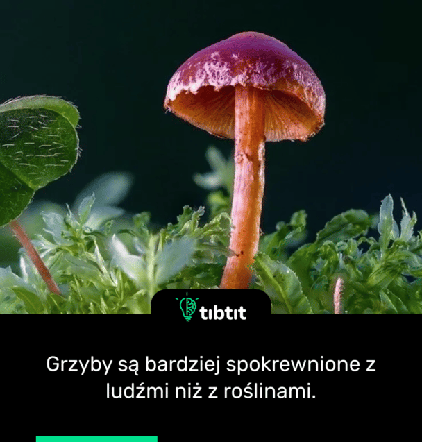 Grzyby są bardziej spokrewnione z ludźmi niż z roślinami.