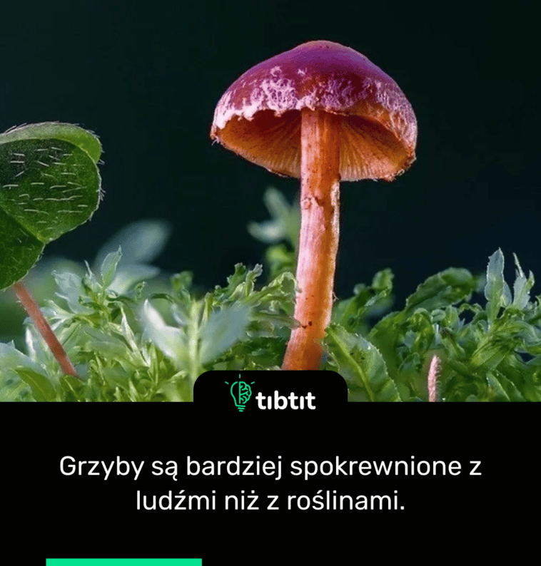 Grzyby są bardziej spokrewnione z ludźmi niż z roślinami.