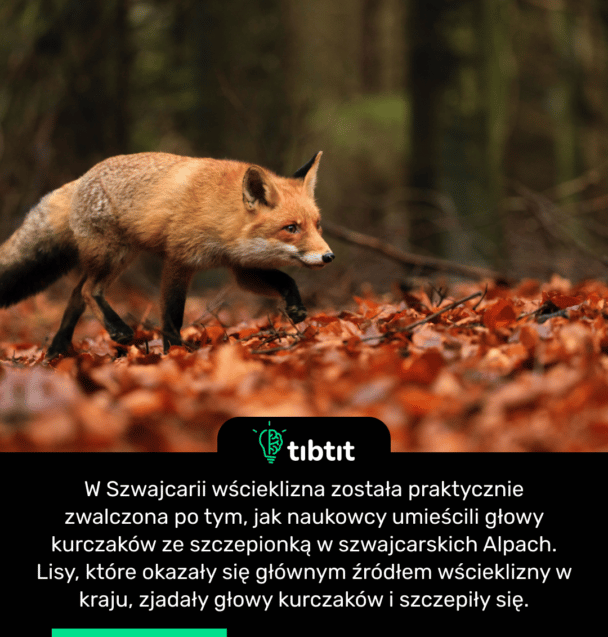W Szwajcarii wścieklizna została praktycznie zwalczona po tym, jak naukowcy umieścili głowy kurczaków ze szczepionką w szwajcarskich Alpach. Lisy, które okazały się głównym źródłem wścieklizny w kraju, zjadały głowy kurczaków i szczepiły się.