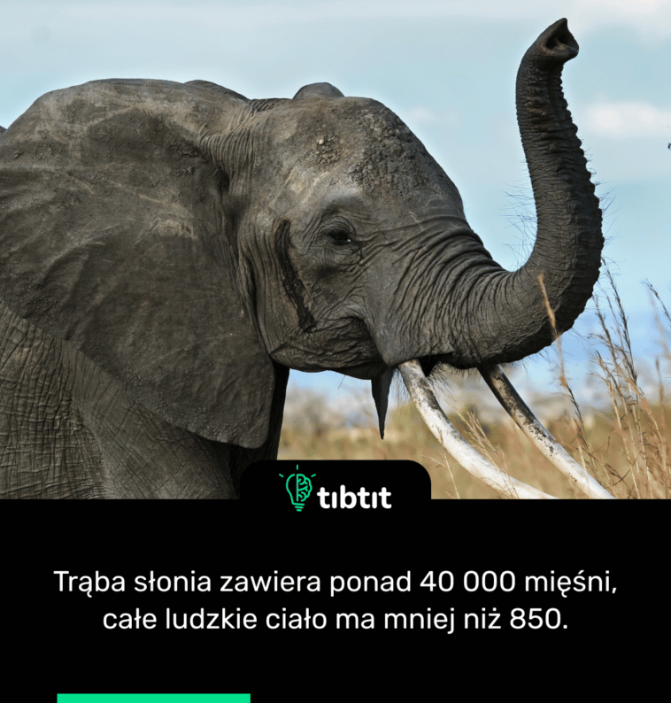 Trąba słonia zawiera ponad 40 000 mięśni, całe ludzkie ciało ma mniej niż 850.