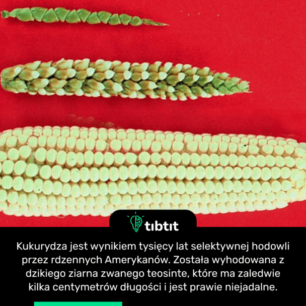 Kukurydza jest wynikiem tysięcy lat selektywnej hodowli przez rdzennych Amerykanów. Została wyhodowana z dzikiego ziarna zwanego teosinte, które ma zaledwie kilka centymetrów długości i jest prawie niejadalne.