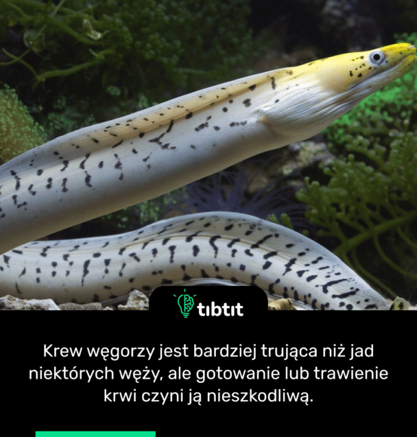 Krew węgorzy jest bardziej trująca niż jad niektórych węży, ale gotowanie lub trawienie krwi czyni ją nieszkodliwą.