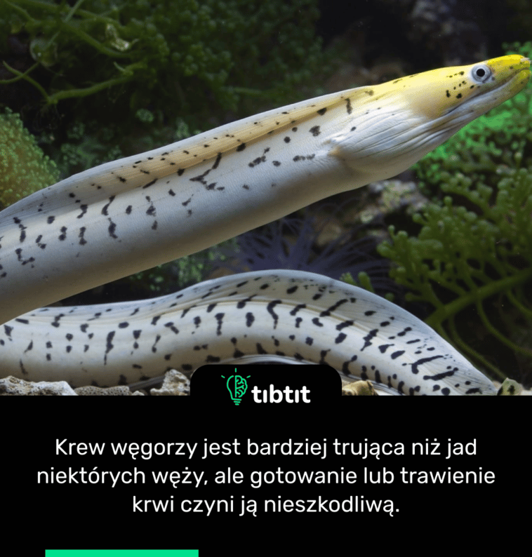 Krew węgorzy jest bardziej trująca niż jad niektórych węży, ale gotowanie lub trawienie krwi czyni ją nieszkodliwą.