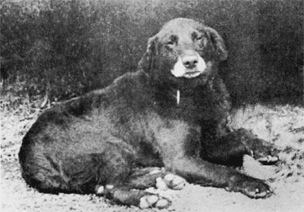 Buccleuch Avon, uważany za przodka wszystkich współczesnych Labrador Retrieverów. (1890-95).
