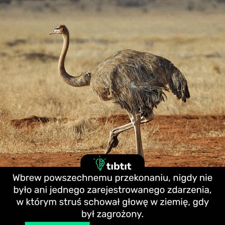Wbrew powszechnemu przekonaniu, nigdy nie było ani jednego zarejestrowanego zdarzenia, w którym struś schował głowę w ziemię, gdy był zagrożony.
