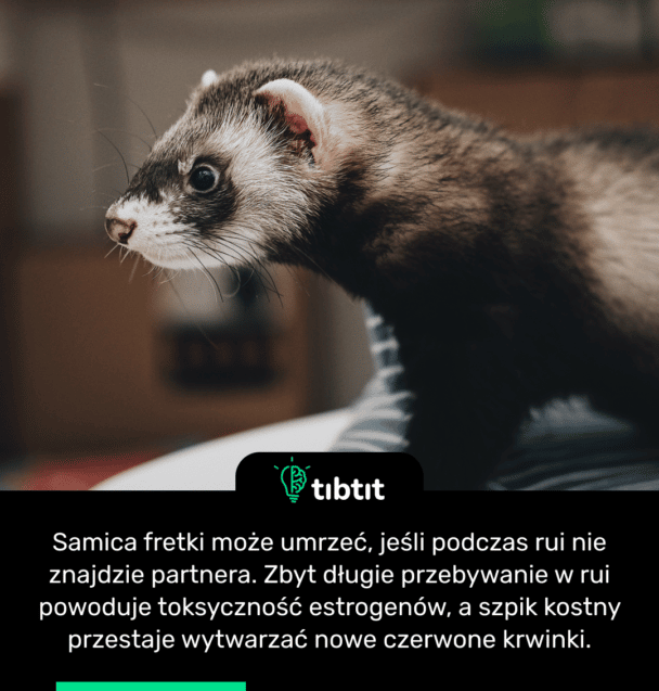 Samica fretki może umrzeć, jeśli podczas rui nie znajdzie partnera. Zbyt długie przebywanie w rui powoduje toksyczność estrogenów, a szpik kostny przestaje wytwarzać nowe czerwone krwinki.