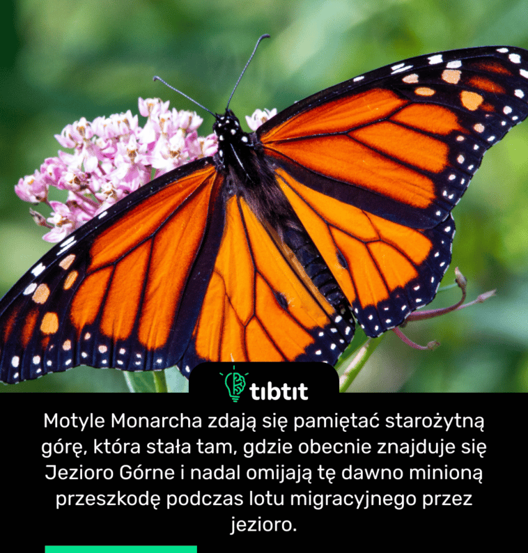 Motyle Monarcha zdają się pamiętać starożytną górę, która stała tam, gdzie obecnie znajduje się Jezioro Górne i nadal omijają tę dawno minioną przeszkodę podczas lotu migracyjnego przez jezioro.