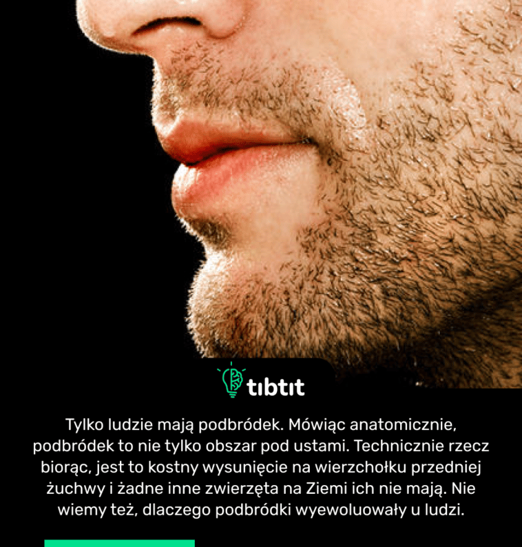 Tylko ludzie mają podbródek. Mówiąc anatomicznie, podbródek to nie tylko obszar pod ustami. Technicznie rzecz biorąc, jest to kostny wysunięcie na wierzchołku przedniej żuchwy i żadne inne zwierzęta na Ziemi ich nie mają. Nie wiemy też, dlaczego podbródki wyewoluowały u ludzi.