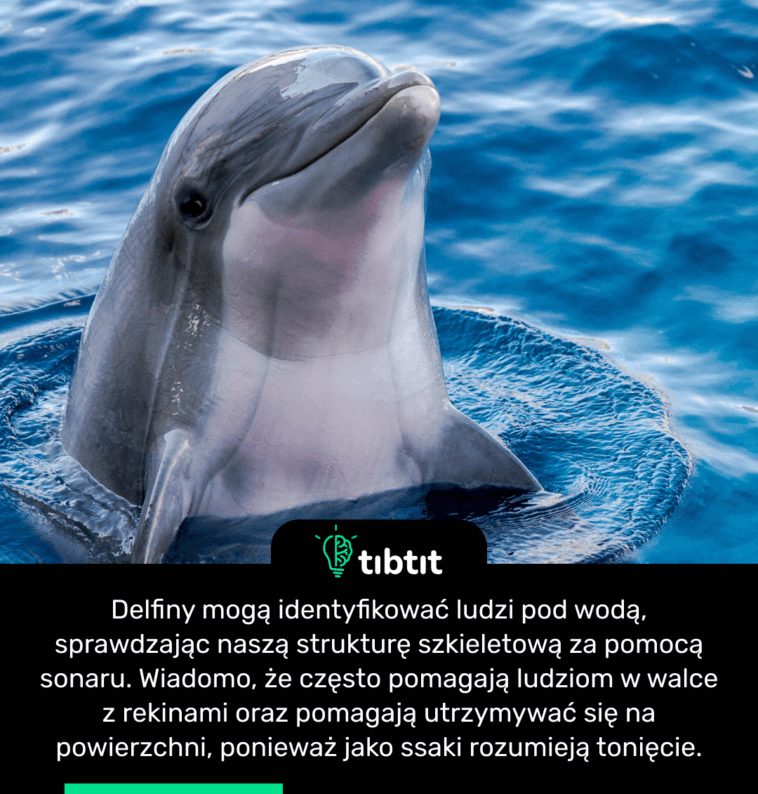 Delfiny mogą identyfikować ludzi pod wodą, sprawdzając naszą strukturę szkieletową za pomocą sonaru. Wiadomo, że często pomagają ludziom w walce z rekinami oraz pomagają utrzymywać się na powierzchni, ponieważ jako ssaki rozumieją tonięcie.