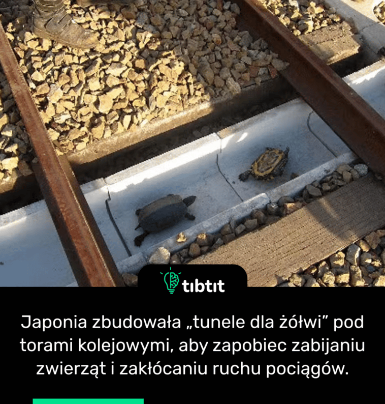 Japonia zbudowała „tunele dla żółwi” pod torami kolejowymi, aby zapobiec zabijaniu zwierząt i zakłócaniu ruchu pociągów.