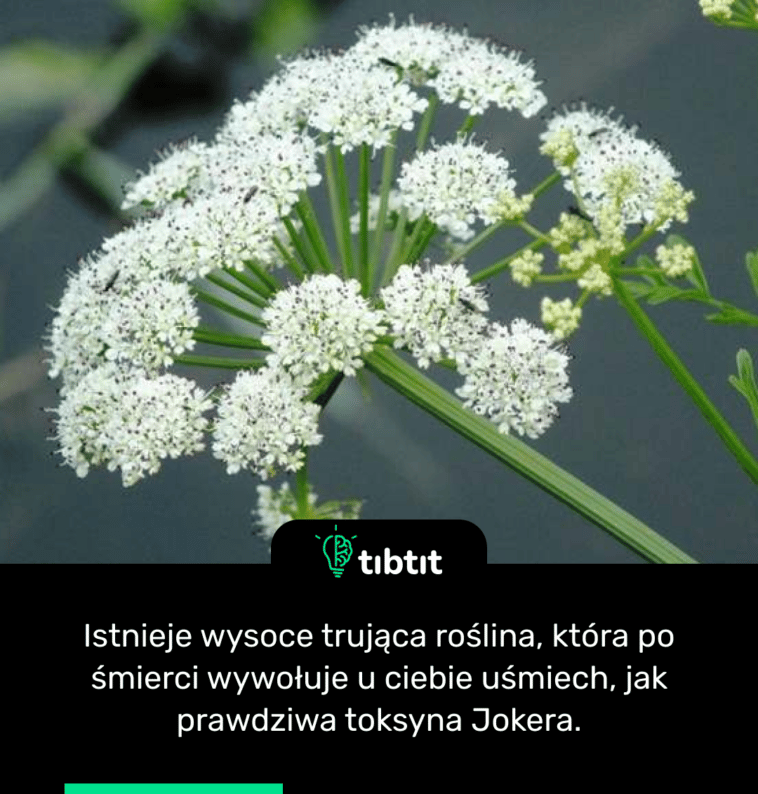 Istnieje wysoce trująca roślina, która po śmierci wywołuje u ciebie uśmiech, jak prawdziwa toksyna Jokera.