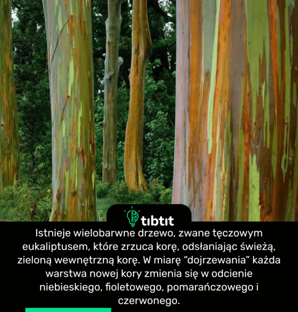 Istnieje wielobarwne drzewo, zwane tęczowym eukaliptusem, które zrzuca korę, odsłaniając świeżą, zieloną wewnętrzną korę. W miarę “dojrzewania” każda warstwa nowej kory zmienia się w odcienie niebieskiego, fioletowego, pomarańczowego i czerwonego.