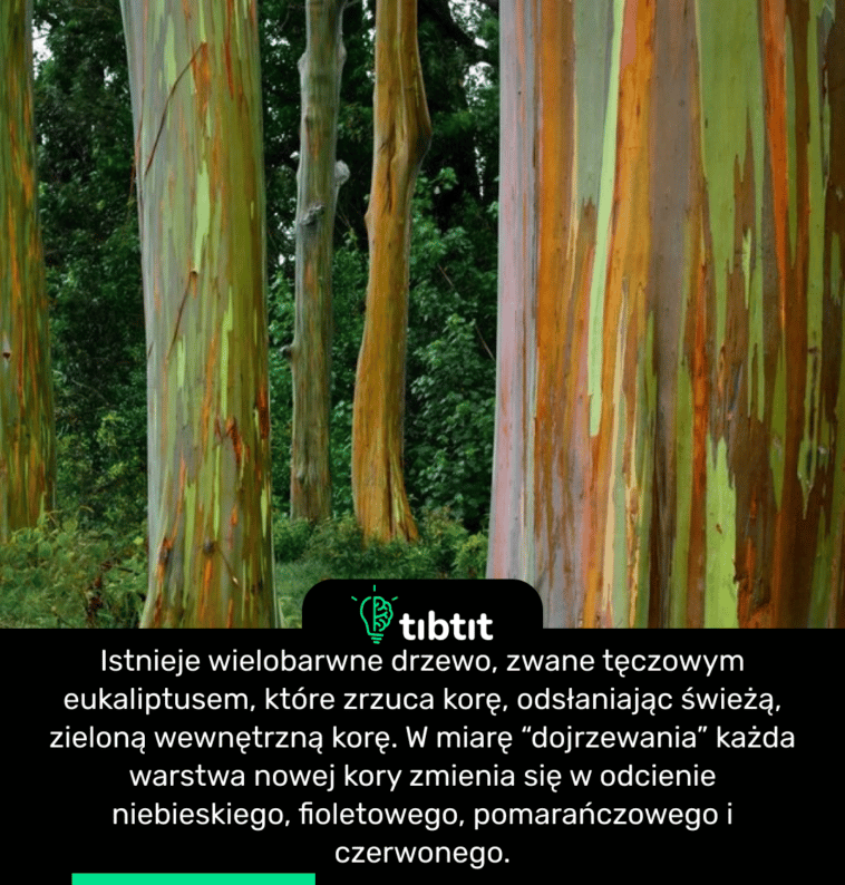 Istnieje wielobarwne drzewo, zwane tęczowym eukaliptusem, które zrzuca korę, odsłaniając świeżą, zieloną wewnętrzną korę. W miarę “dojrzewania” każda warstwa nowej kory zmienia się w odcienie niebieskiego, fioletowego, pomarańczowego i czerwonego.