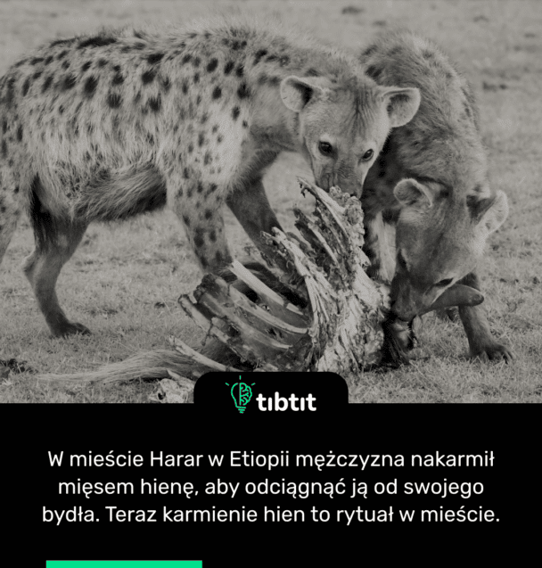 W mieście Harar w Etiopii mężczyzna nakarmił mięsem hienę, aby odciągnąć ją od swojego bydła. Teraz karmienie hien to rytuał w mieście