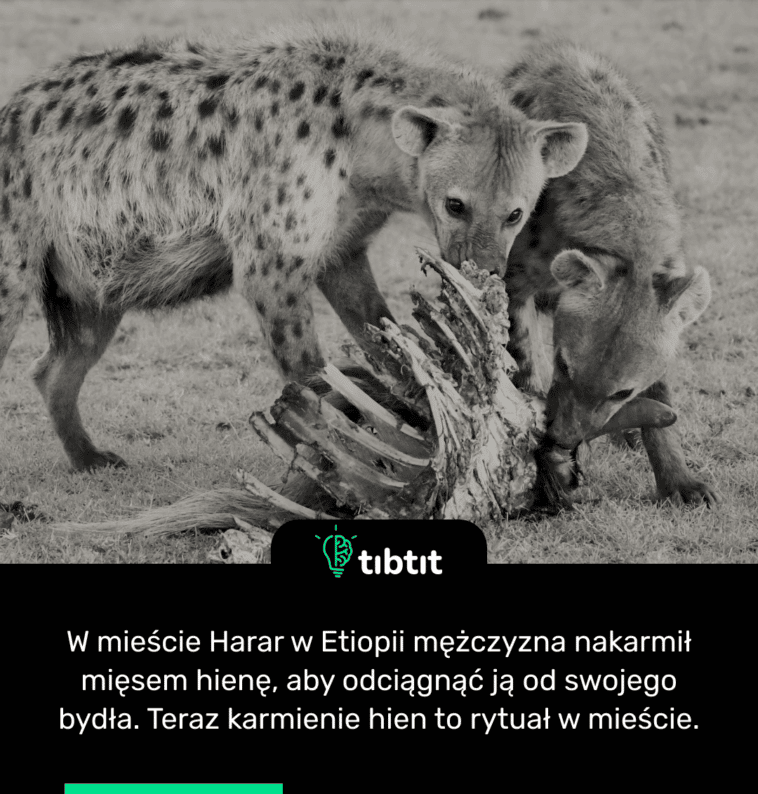 W mieście Harar w Etiopii mężczyzna nakarmił mięsem hienę, aby odciągnąć ją od swojego bydła. Teraz karmienie hien to rytuał w mieście