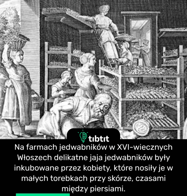 Na farmach jedwabników w XVI-wiecznych Włoszech delikatne jaja jedwabników były inkubowane przez kobiety, które nosiły je w małych torebkach przy skórze, czasami między piersiami.