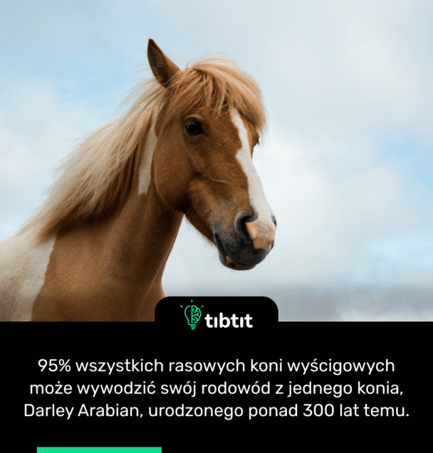 95% wszystkich rasowych koni wyścigowych może wywodzić swój rodowód z jednego konia, Darley Arabian, urodzonego ponad 300 lat temu.