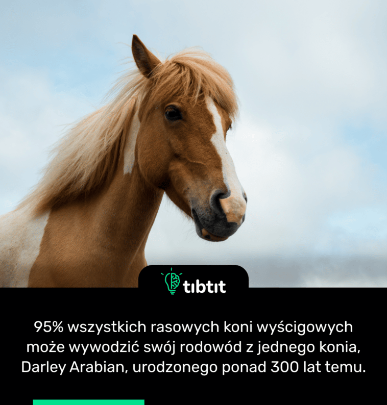 95% wszystkich rasowych koni wyścigowych może wywodzić swój rodowód z jednego konia, Darley Arabian, urodzonego ponad 300 lat temu.
