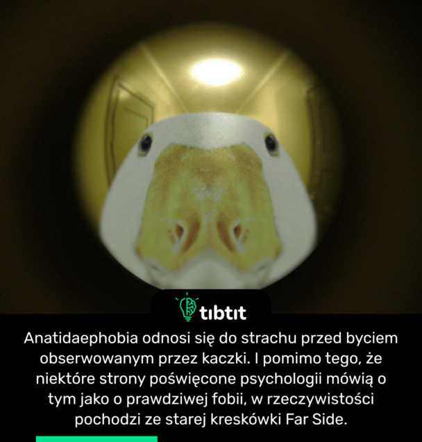 Anatidaephobia odnosi się do strachu przed byciem obserwowanym przez kaczki. I pomimo tego, że niektóre strony poświęcone psychologii mówią o tym jako o prawdziwej fobii, w rzeczywistości pochodzi ze starej kreskówki Far Side.