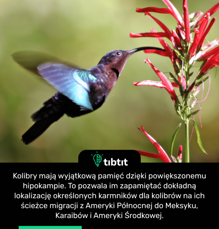 Kolibry mają wyjątkową pamięć dzięki powiększonemu hipokampie. To pozwala im zapamiętać dokładną lokalizację określonych karmników dla kolibrów na ich ścieżce migracji z Ameryki Północnej do Meksyku, Karaibów i Ameryki Środkowej.