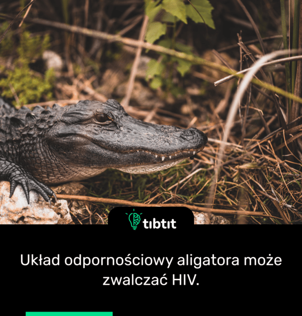 Układ odpornościowy aligatora może zwalczać HIV.