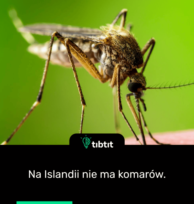 Na Islandii nie ma komarów.
