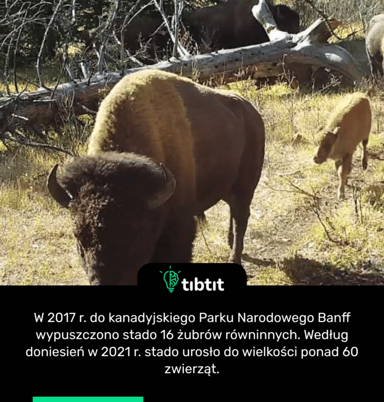 W 2017 r. do kanadyjskiego Parku Narodowego Banff wypuszczono stado 16 żubrów równinnych. Według doniesień w 2021 r. stado urosło do wielkości ponad 60 zwierząt.