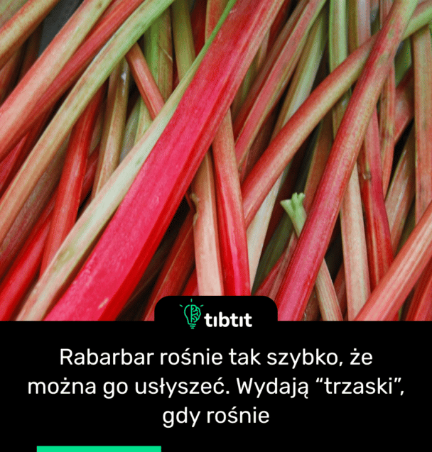 Rabarbar rośnie tak szybko, że można go usłyszeć. Wydają “trzaski”, gdy rośnie