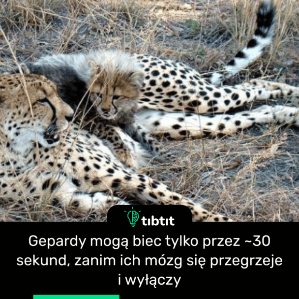 Gepardy mogą biec tylko przez ~30 sekund, zanim ich mózg się przegrzeje i wyłączy
