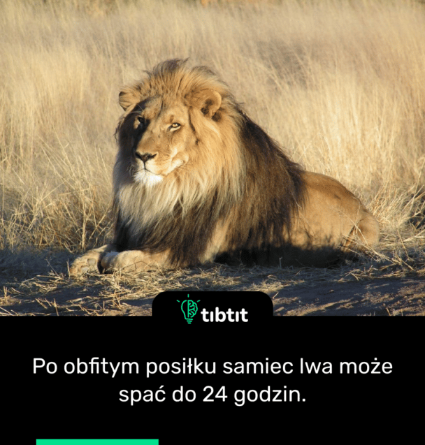 Po obfitym posiłku samiec lwa może spać do 24 godzin.