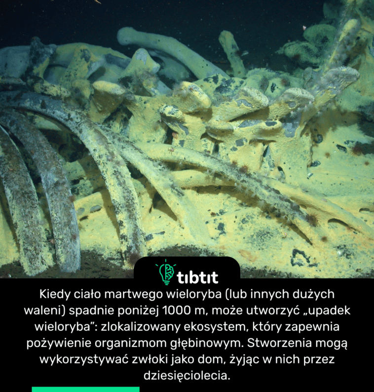 Kiedy ciało martwego wieloryba (lub innych dużych waleni) spadnie poniżej 1000 m, może utworzyć „upadek wieloryba”: zlokalizowany ekosystem, który zapewnia pożywienie organizmom głębinowym. Stworzenia mogą wykorzystywać zwłoki jako dom, żyjąc w nich przez dziesięciolecia.