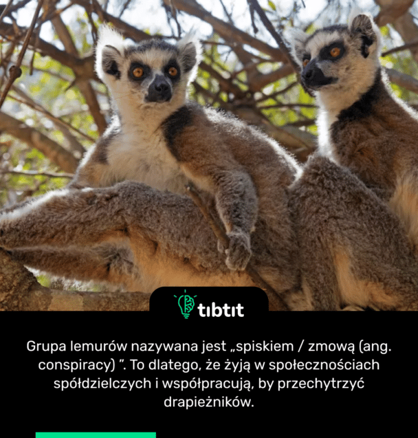 Grupa lemurów nazywana jest „spiskiem / zmową (ang. conspiracy) ”. To dlatego, że żyją w społecznościach spółdzielczych i współpracują, by przechytrzyć drapieżników.