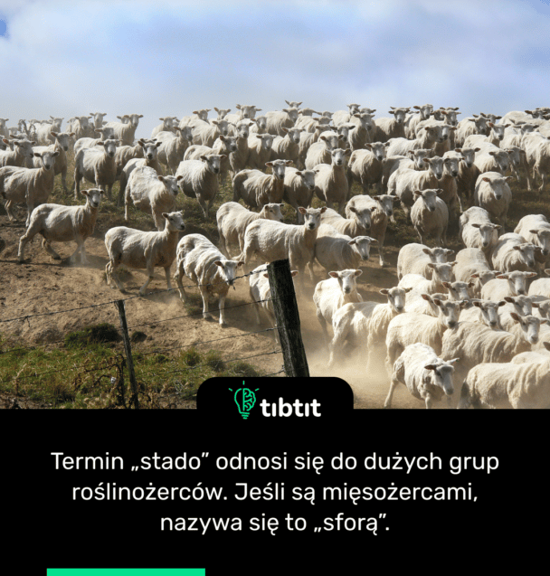 Termin „stado” odnosi się do dużych grup roślinożerców. Jeśli są mięsożercami, nazywa się to „sforą”.