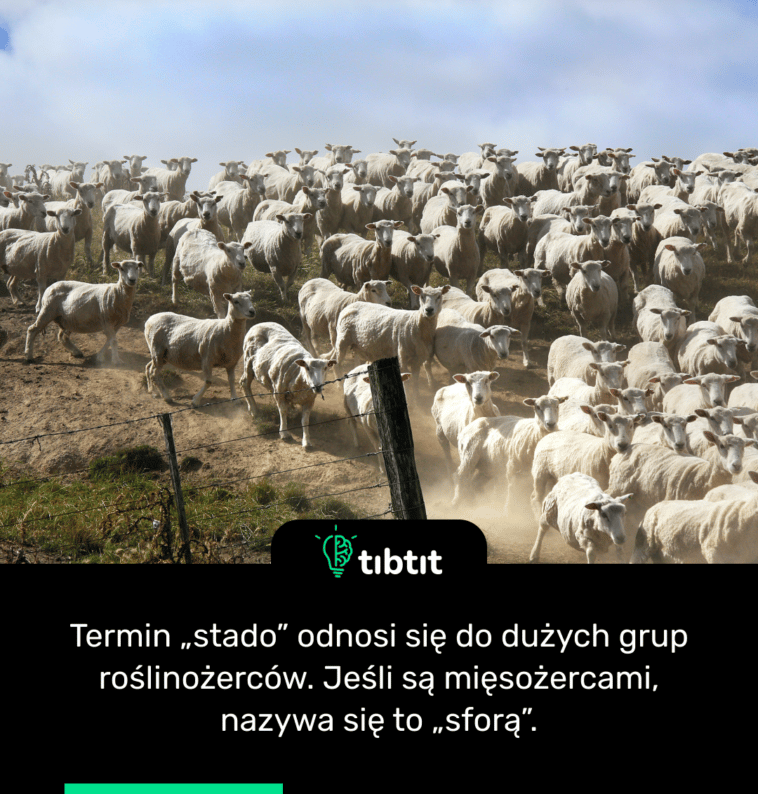Termin „stado” odnosi się do dużych grup roślinożerców. Jeśli są mięsożercami, nazywa się to „sforą”.