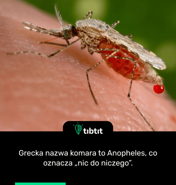Grecka nazwa komara to Anopheles, co oznacza „nic do niczego”.