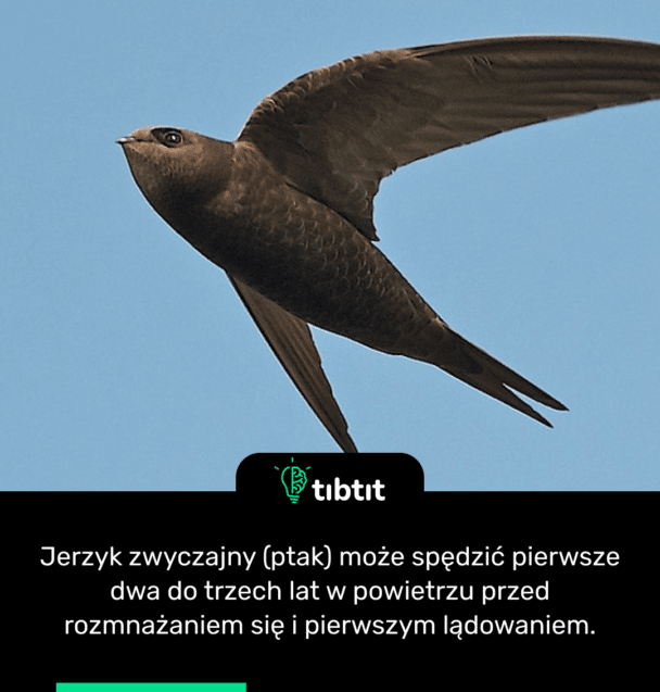 Jerzyk zwyczajny (ptak) może spędzić pierwsze dwa do trzech lat w powietrzu przed rozmnażaniem się i pierwszym lądowaniem.
