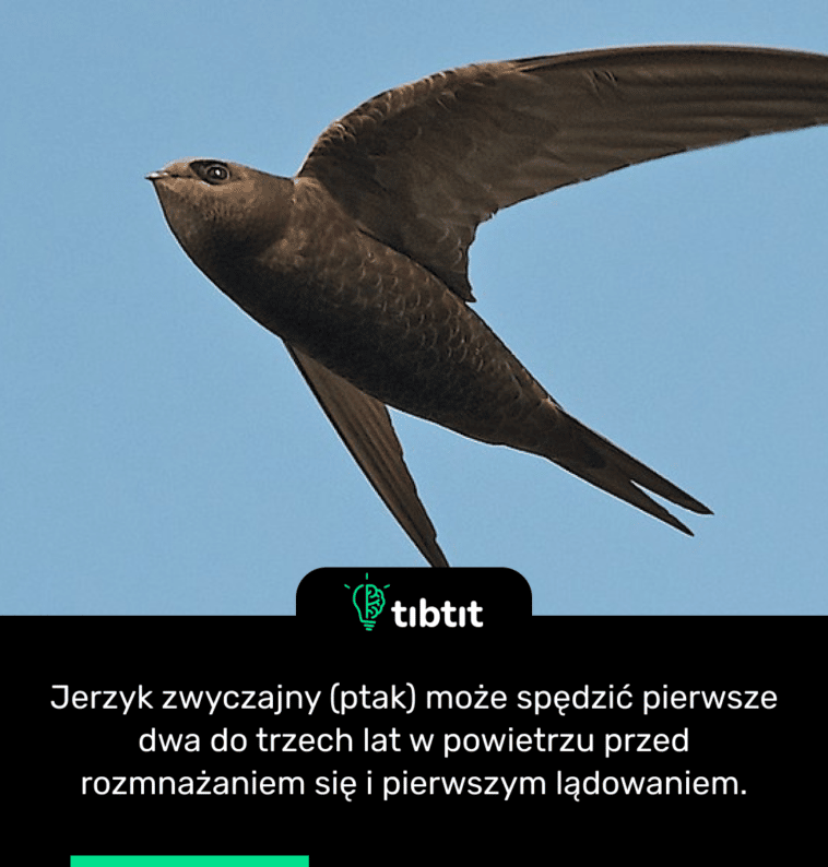 Jerzyk zwyczajny (ptak) może spędzić pierwsze dwa do trzech lat w powietrzu przed rozmnażaniem się i pierwszym lądowaniem.